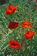 Canadian poppies